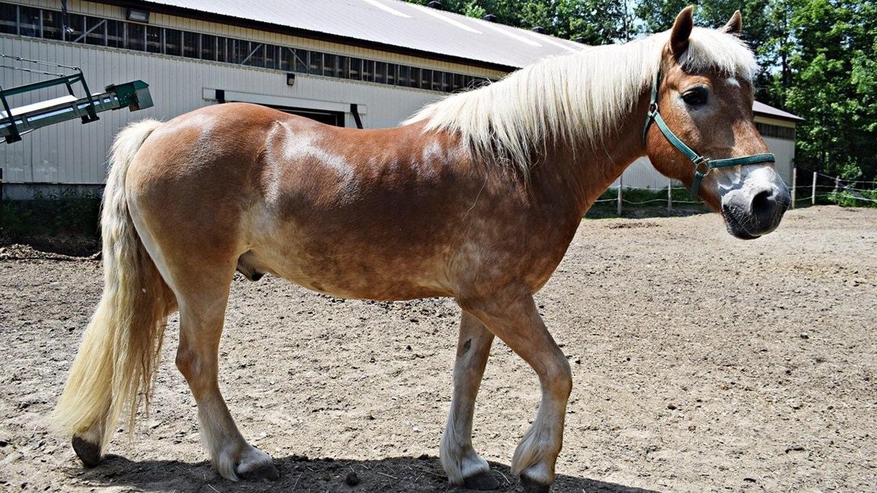 Journée du cheval à Saint-Lazare: une première édition réussie