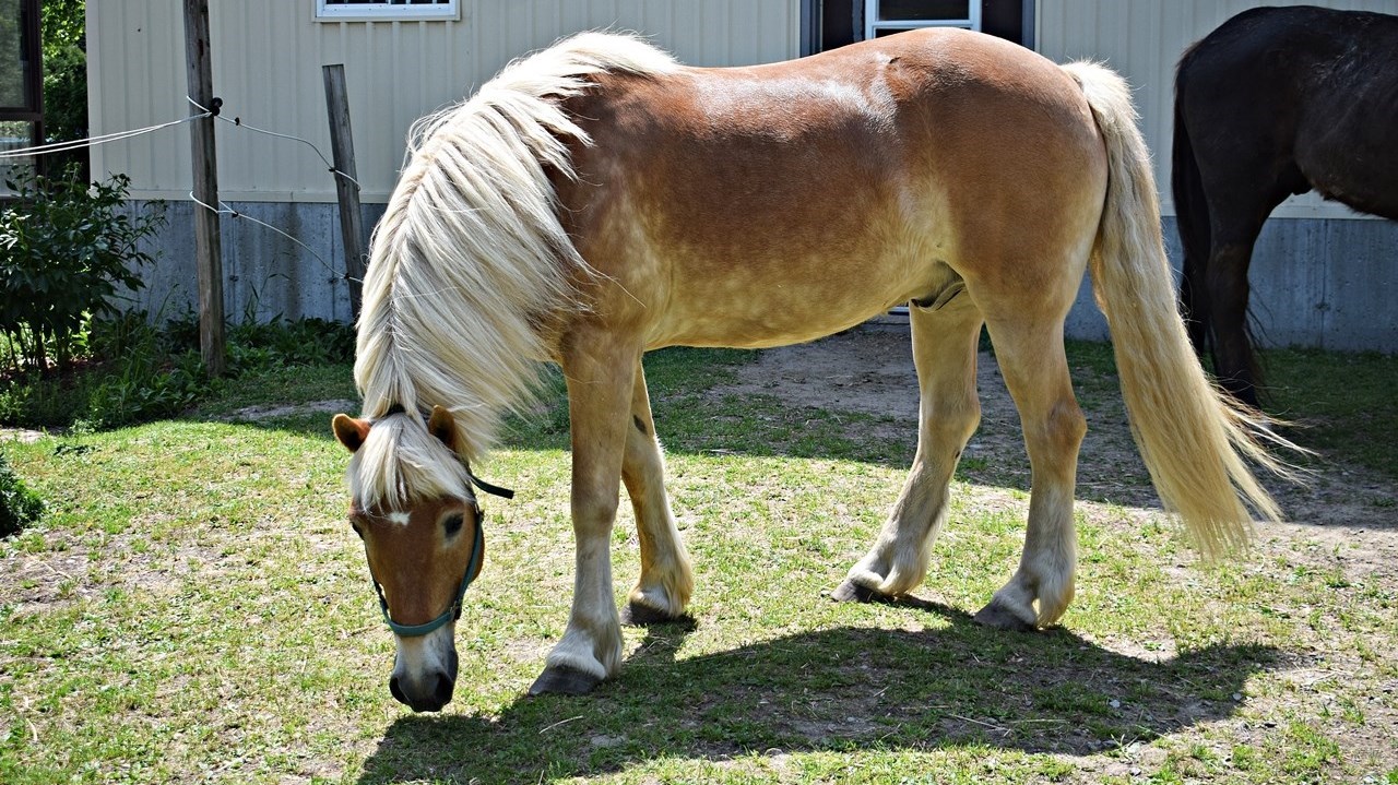Journée du cheval à Saint-Lazare: une première édition réussie
