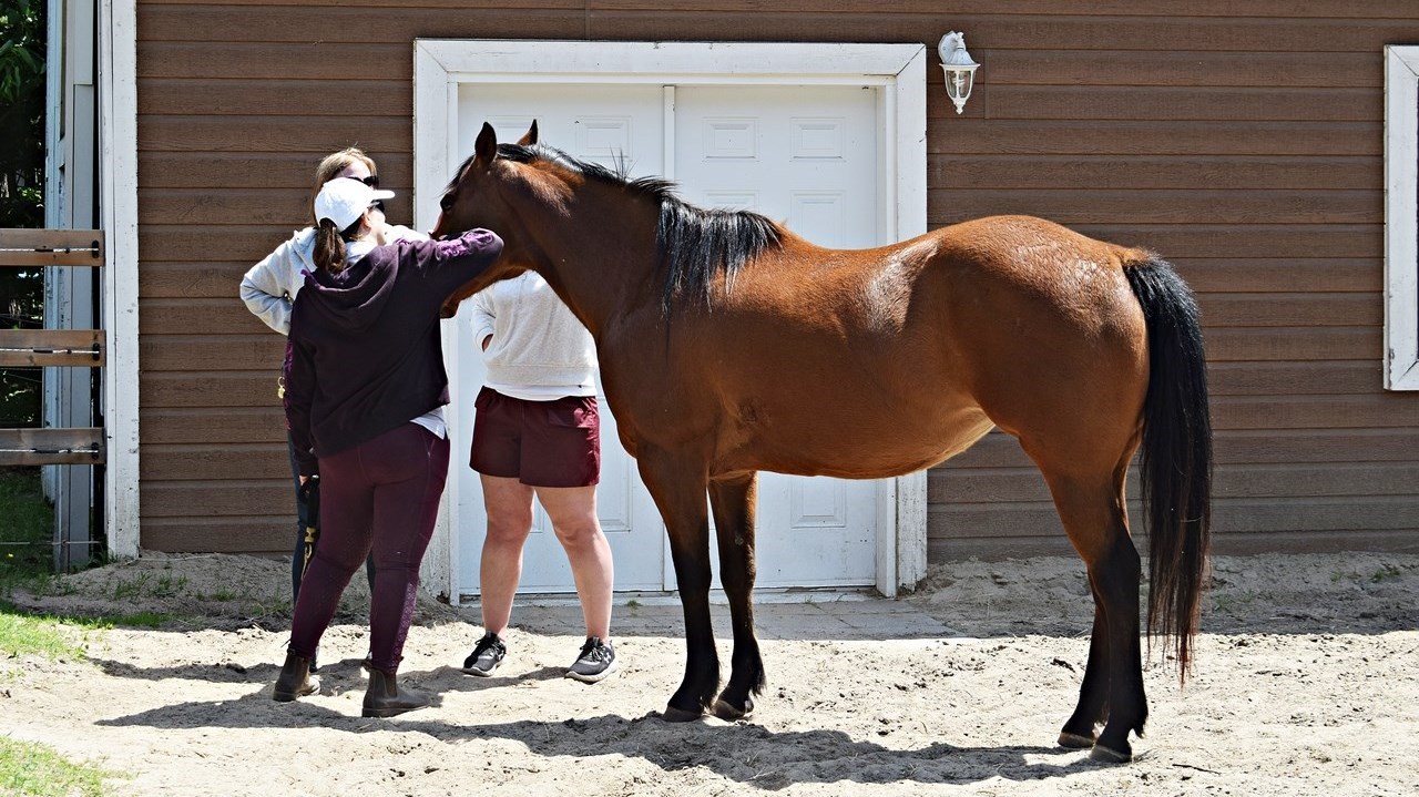 Journée du cheval à Saint-Lazare: une première édition réussie