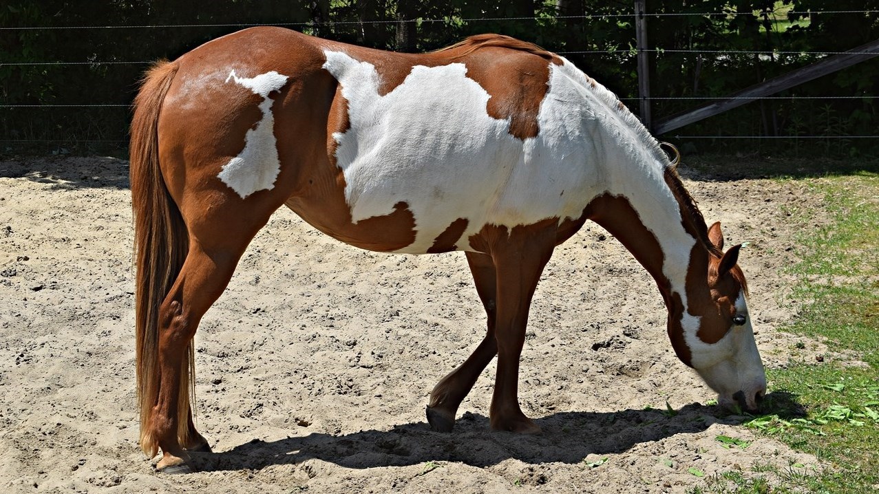 Journée du cheval à Saint-Lazare: une première édition réussie