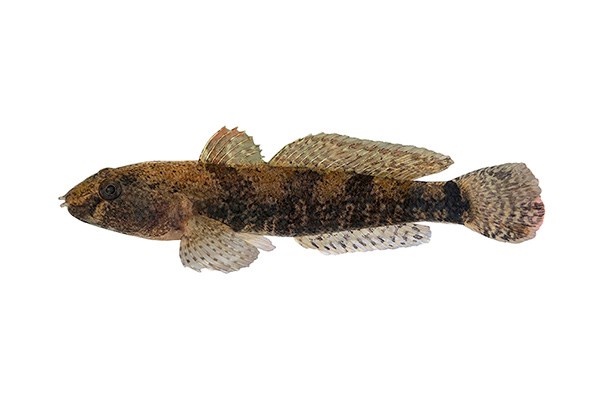 Une nouvelle espèce envahissante observée dans les eaux du lac Saint-François