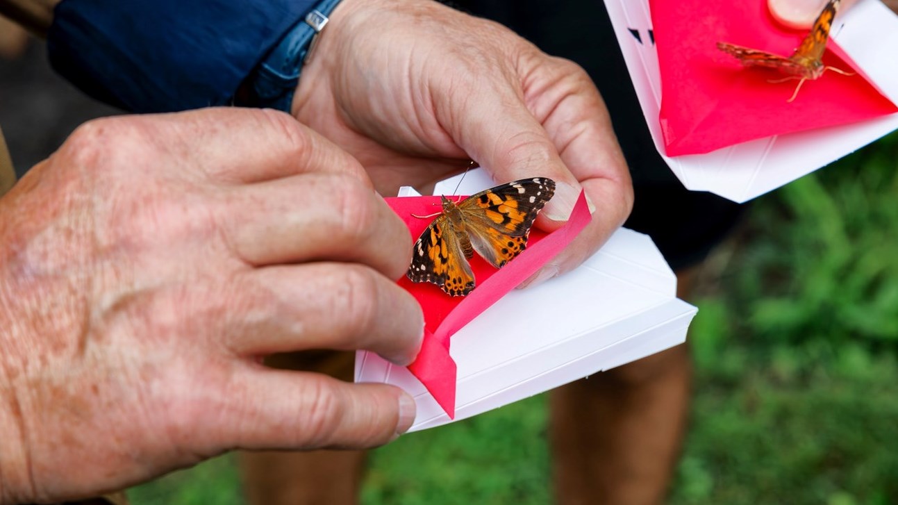 Papillon monarque: courir 4 500 km pour attirer l'attention sur cette espèce menacée