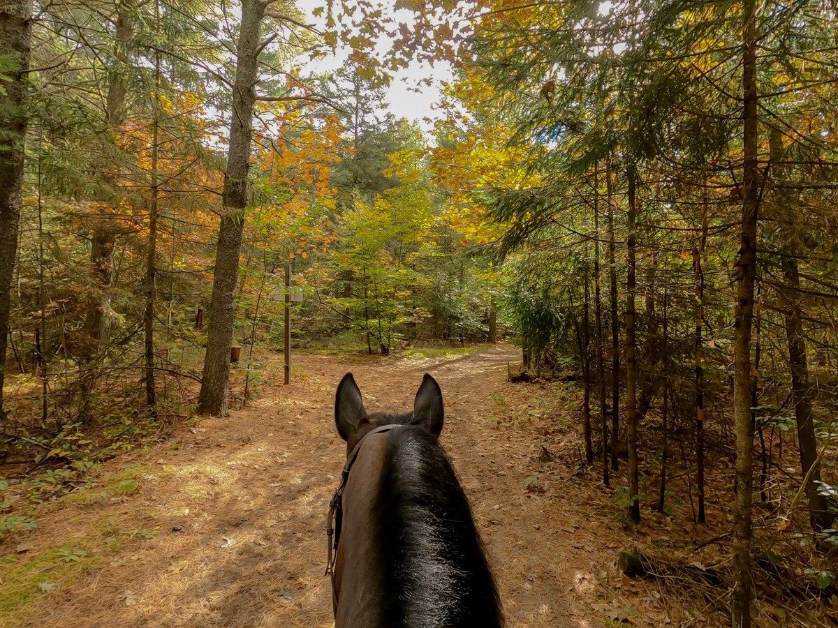 Marchez en compagnie des chevaux du Club équestre Les Forestiers