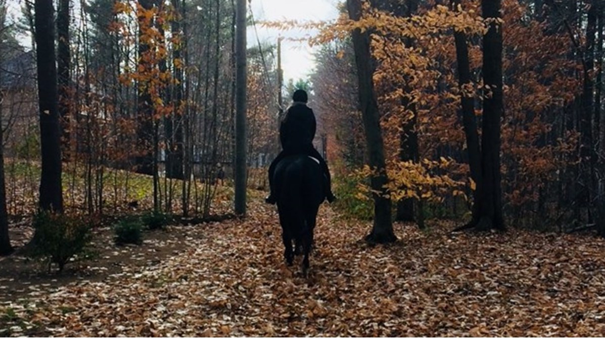 Les amateurs de chevaux attendus au parc nature Les Forestiers-de-Saint-Lazare ce dimanche