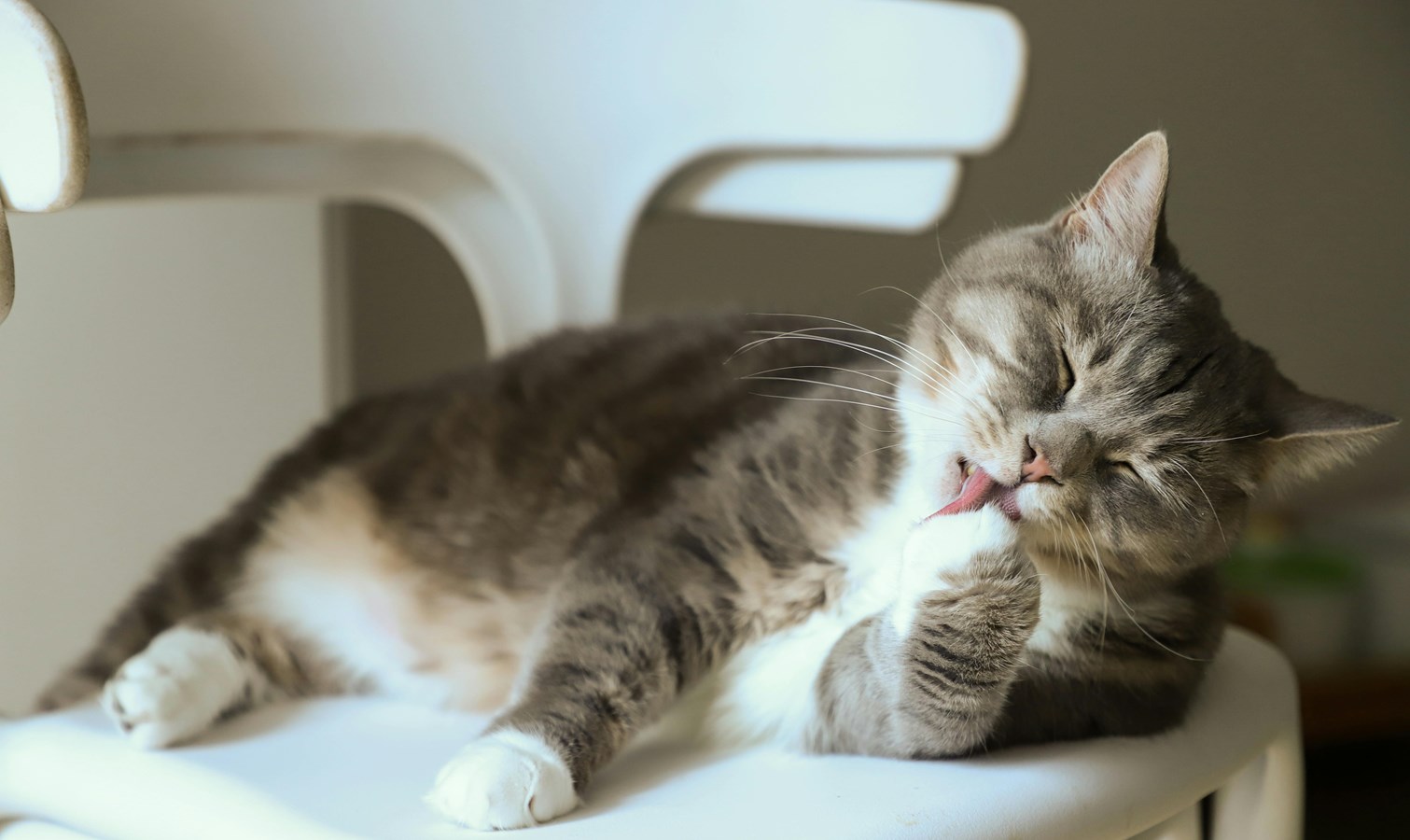 Réglement au Québec : le dégriffage des chats est interdit