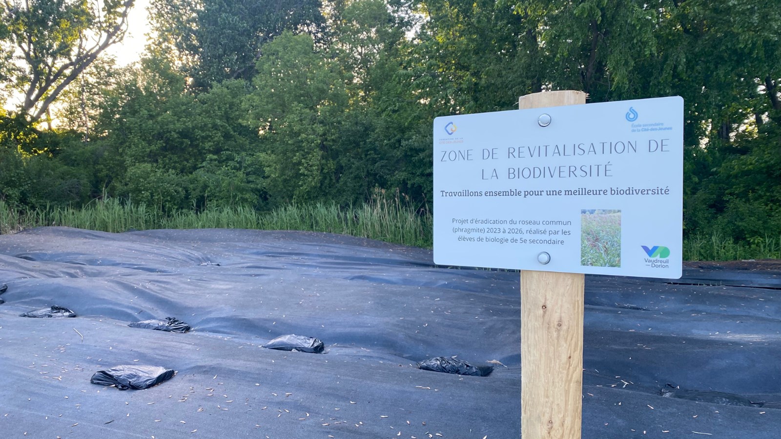 Enrayement du phragmite parrainé par la Ville de Vaudreuil-Dorion 