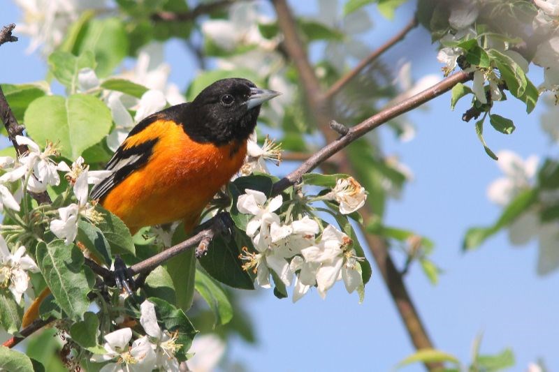 Apprenez à Jardiner pour les oiseaux ce jeudi à Vaudreuil-Dorion