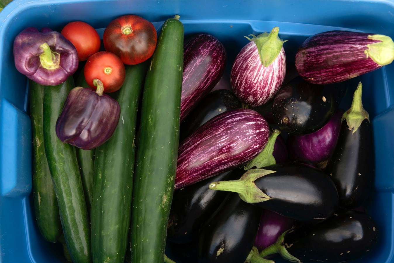 Optez pour un panier de légumes biologiques cet été