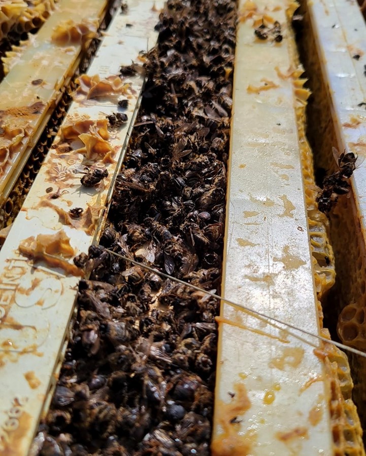 La Ferme des Petites Écores perd 100% de son cheptel d'abeilles 