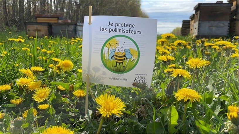 Une deuxième participation au Défi Pissenlit pour Sainte-Martine