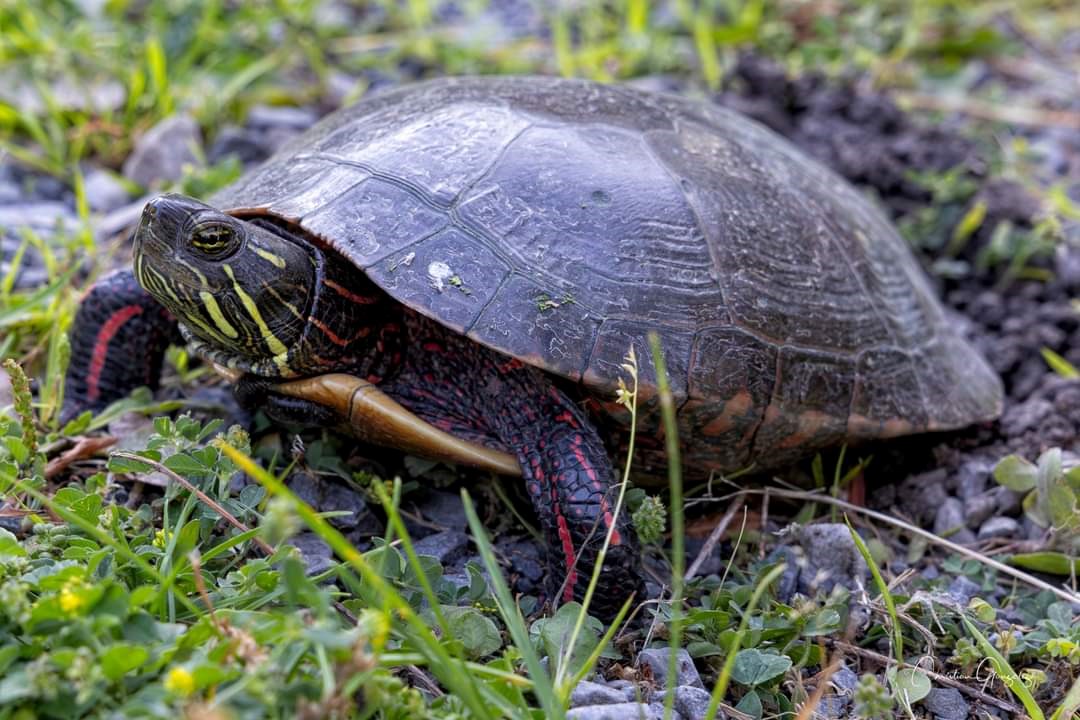 Mimi the turtle has settled in at Le 405 park