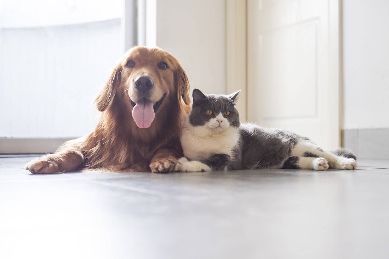 Saviez-vous que votre animal peut lui aussi donner du sang ?