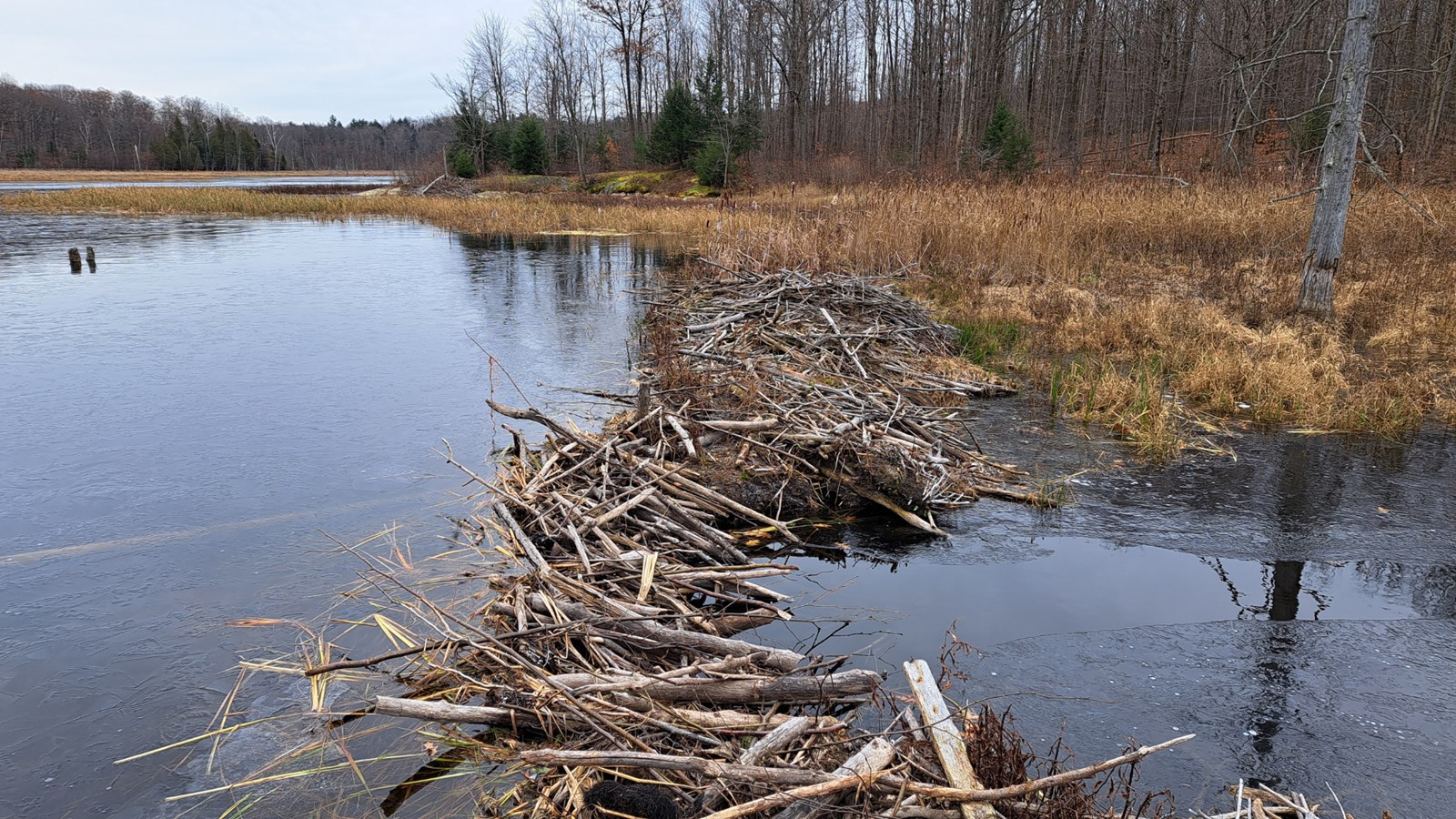 Le barrage de castors qui prenait place sur le lac du même nom a cédé
à l'été 2023