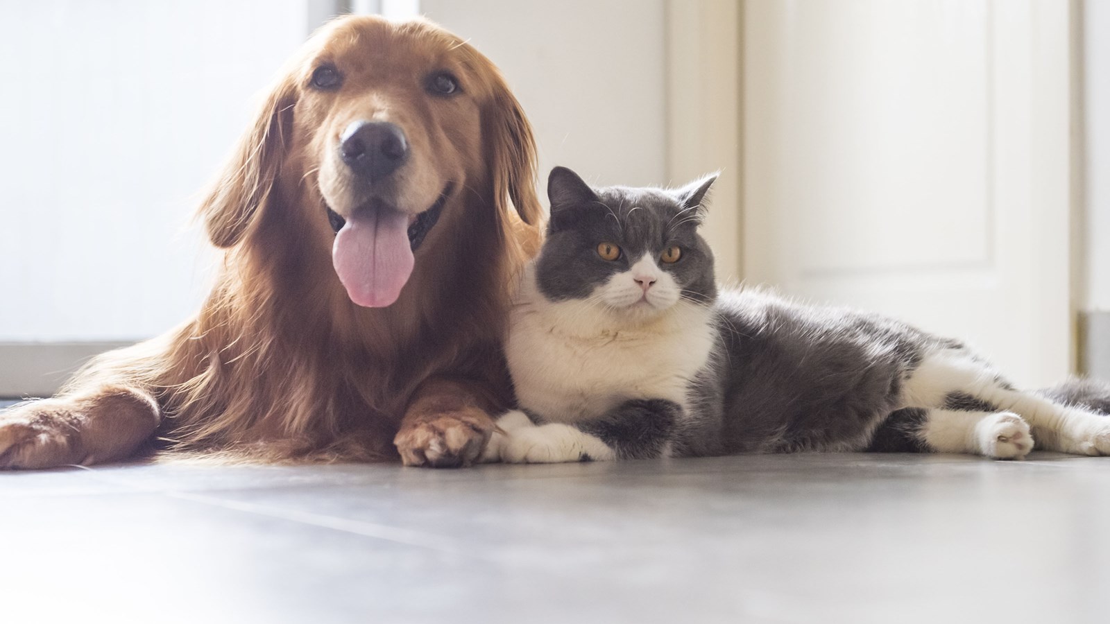 Access to veterinary medicines in pharmacies: obstacles persist
