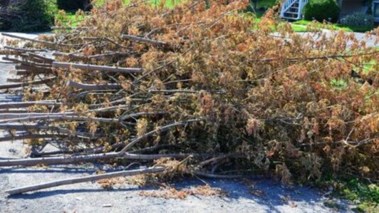 Projet pilote: site de dépôt de branches à Notre-Dame-de-l'Île-Perrot