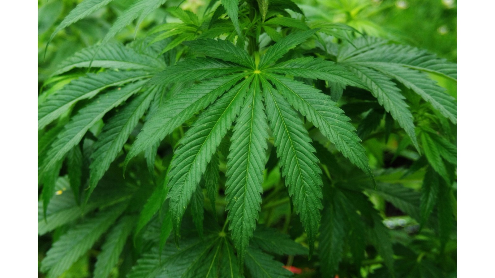 La légalisation du cannabis, doit-elle nous inquiéter?