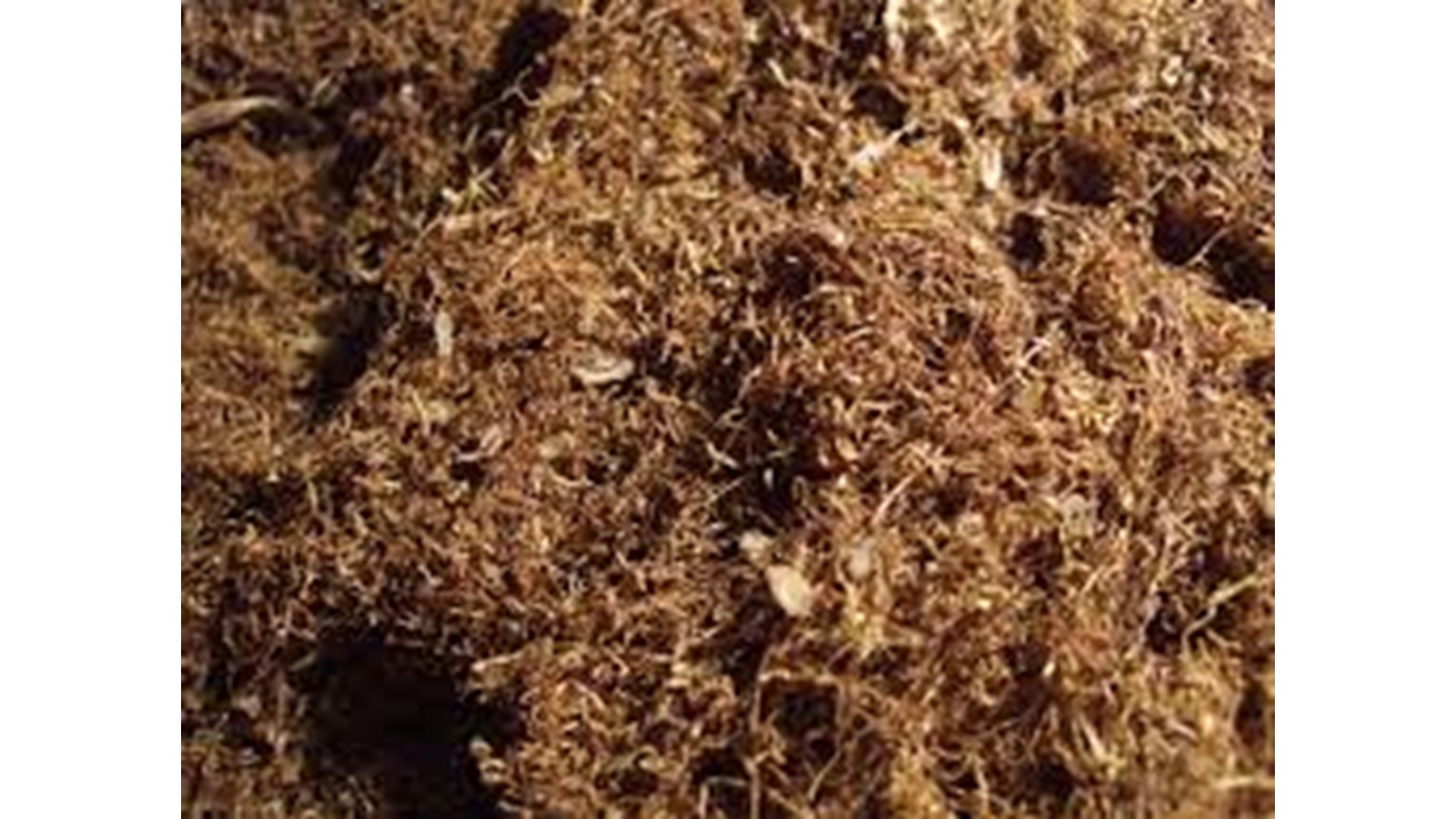 Deux Campivallensiens arrêtés pour possession de tabac de contrebande