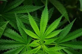 Importante saisie de cannabis à Sainte-Marthe