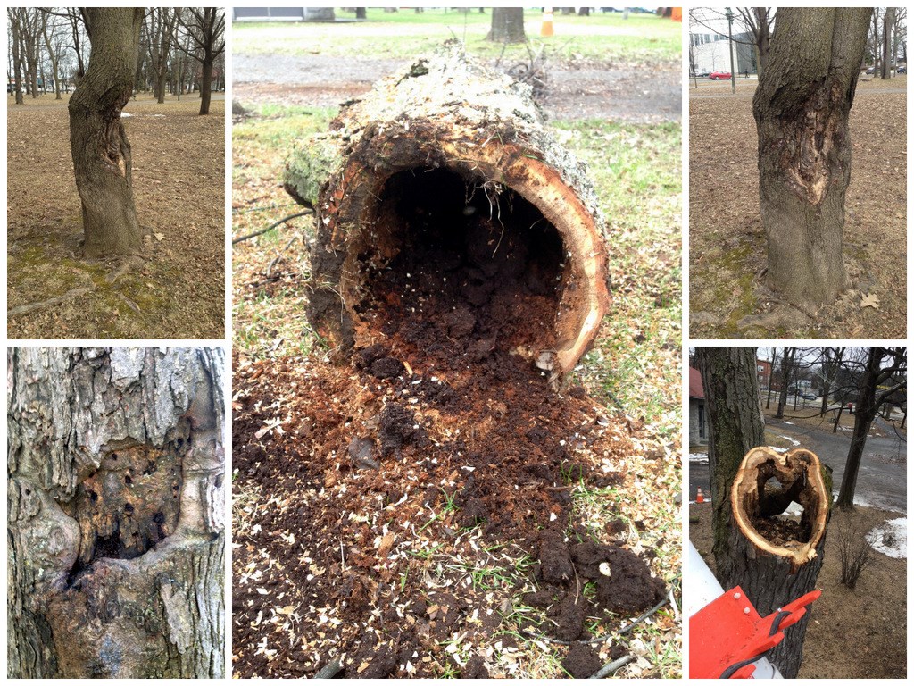 Une trentaine d’arbres devront être abattus au parc Salaberry