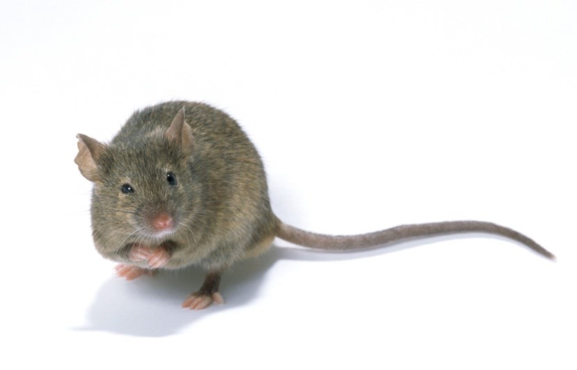 Souris et répulsifs naturels : les mythes