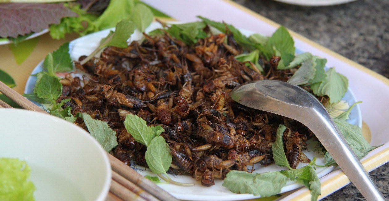 « Il faut voir la consommation d'insectes comme une alternative. »- Marie-Loup Tremblay 