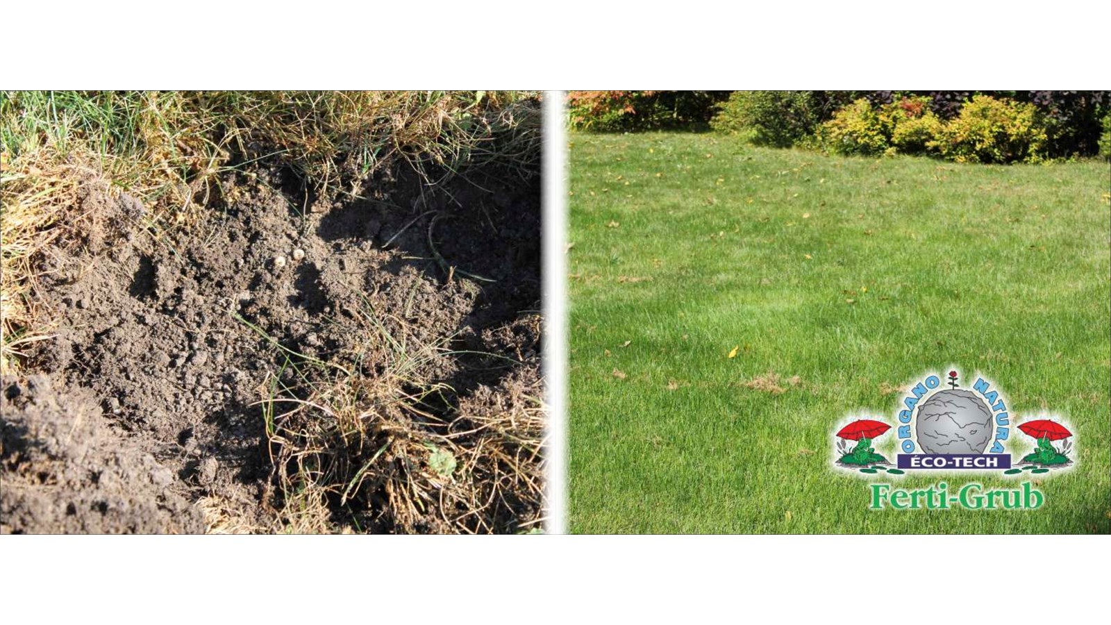 PUBLIREPORTAGE Organo Natura Éco-Tech est la solution à votre gazon