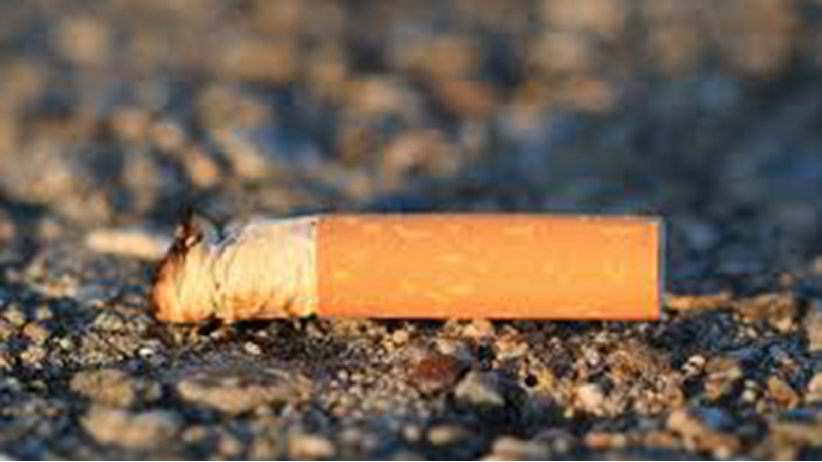 Très souvent, la cigarette est en cause dans les accidents impliquant du paillis de cèdre ou de la terre noire. 