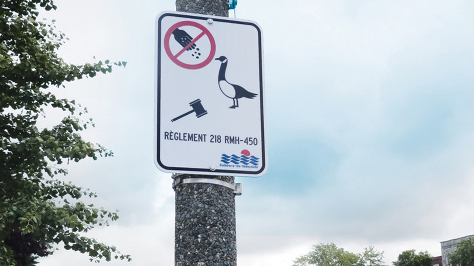 Salaberry-de-Valleyfield rappelle qu’il est interdit de nourrir les bernaches