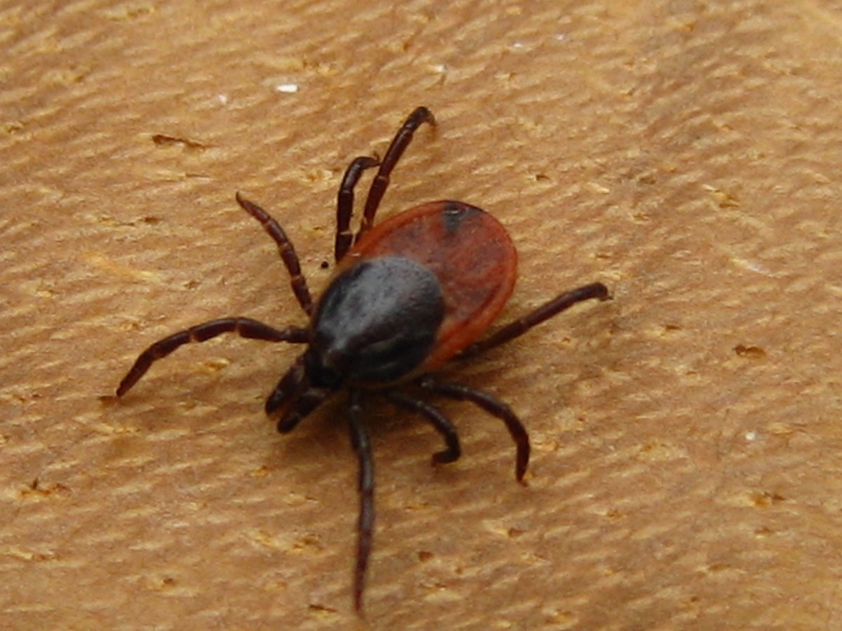 Les pharmaciens peuvent prescrire un antibiotique contre la maladie de Lyme