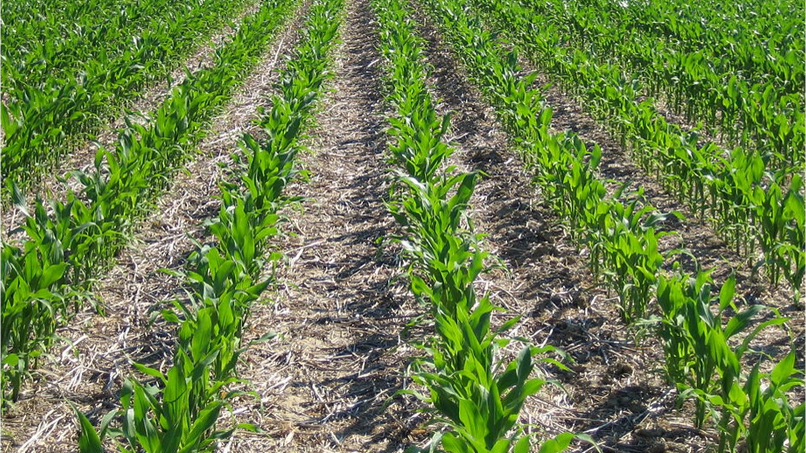 Les producteurs de grains en discussion avec le gouvernement provincial