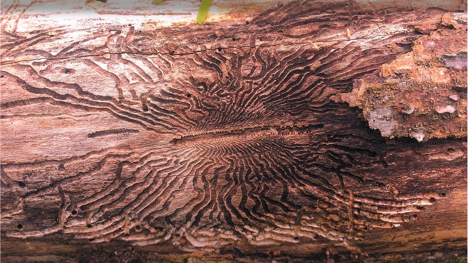 L'agrile du frêne peut causer plusieurs dommages en cas de non traitement. 