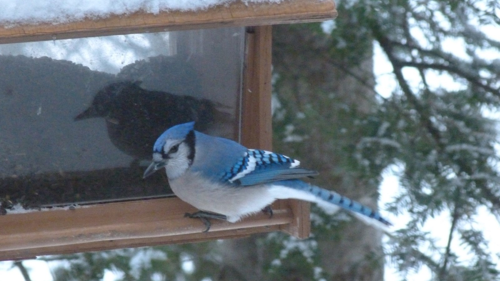 La SOFASO vous dit comment aménager votre terrain pour les oiseaux 