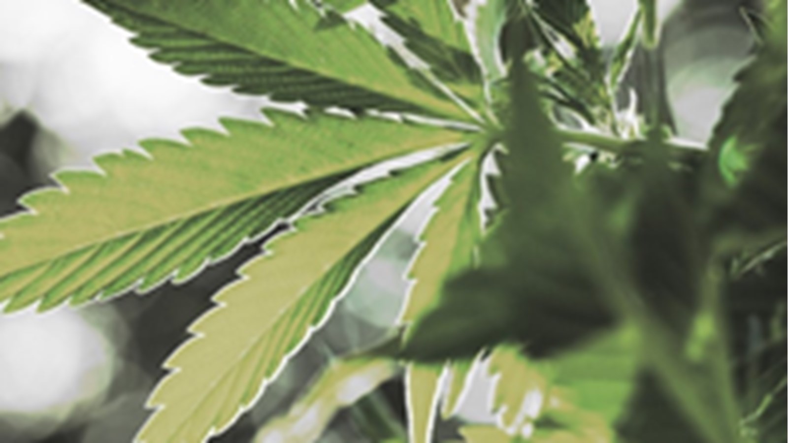 Absolution inconditionnelle pour un homme accusé de possession simple de cannabis