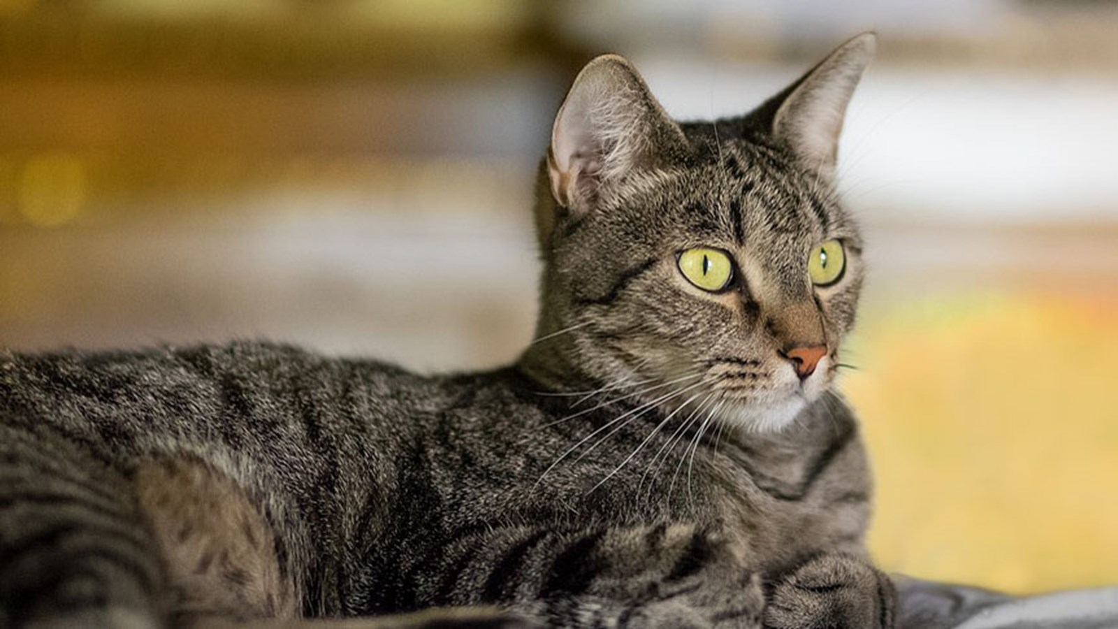 Journée spéciale d'adoption aux Services animaliers