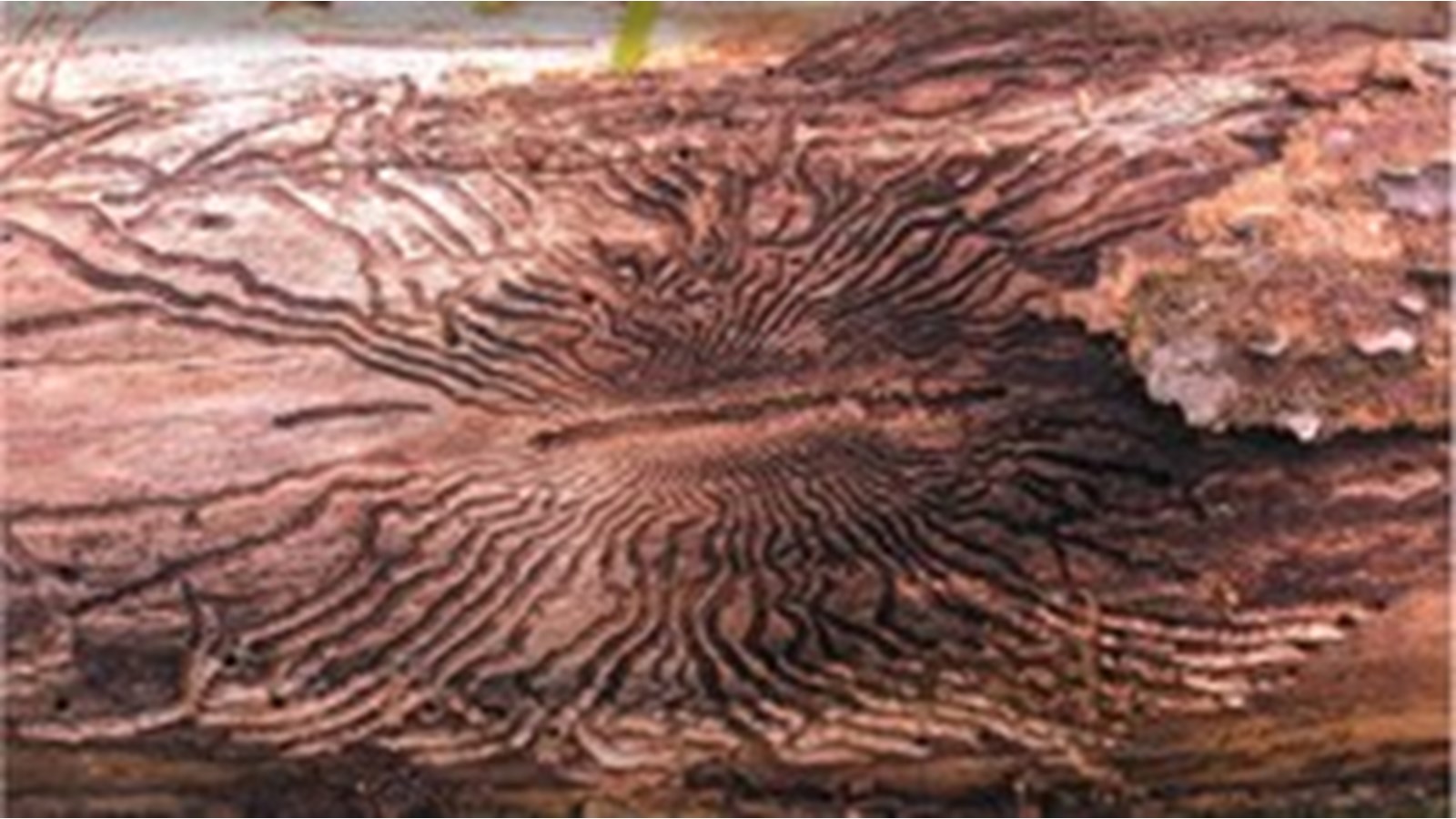 Les dommages causés à un arbre infecté par l'agrile du frêne peuvent être importants.