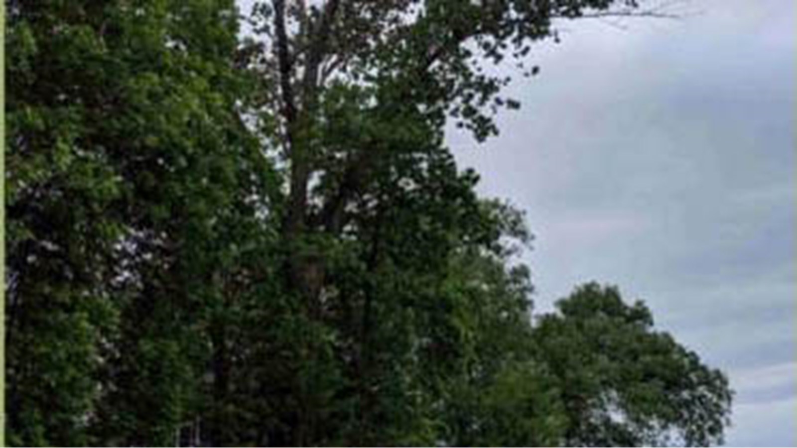 L'arbre à abattre était mal positionné et difficile d'accès, la Ville a décidé de fermer le parc Cardinal le temps de l'opération.