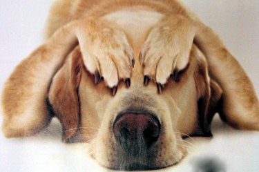 Les feux d'artifice et les chiens ne font pas toujours bon ménage