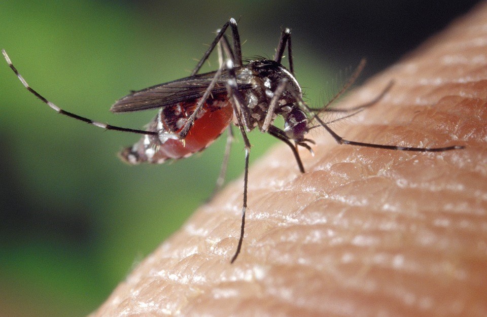 Virus du Nil occidental : 2018, une année record en Montérégie