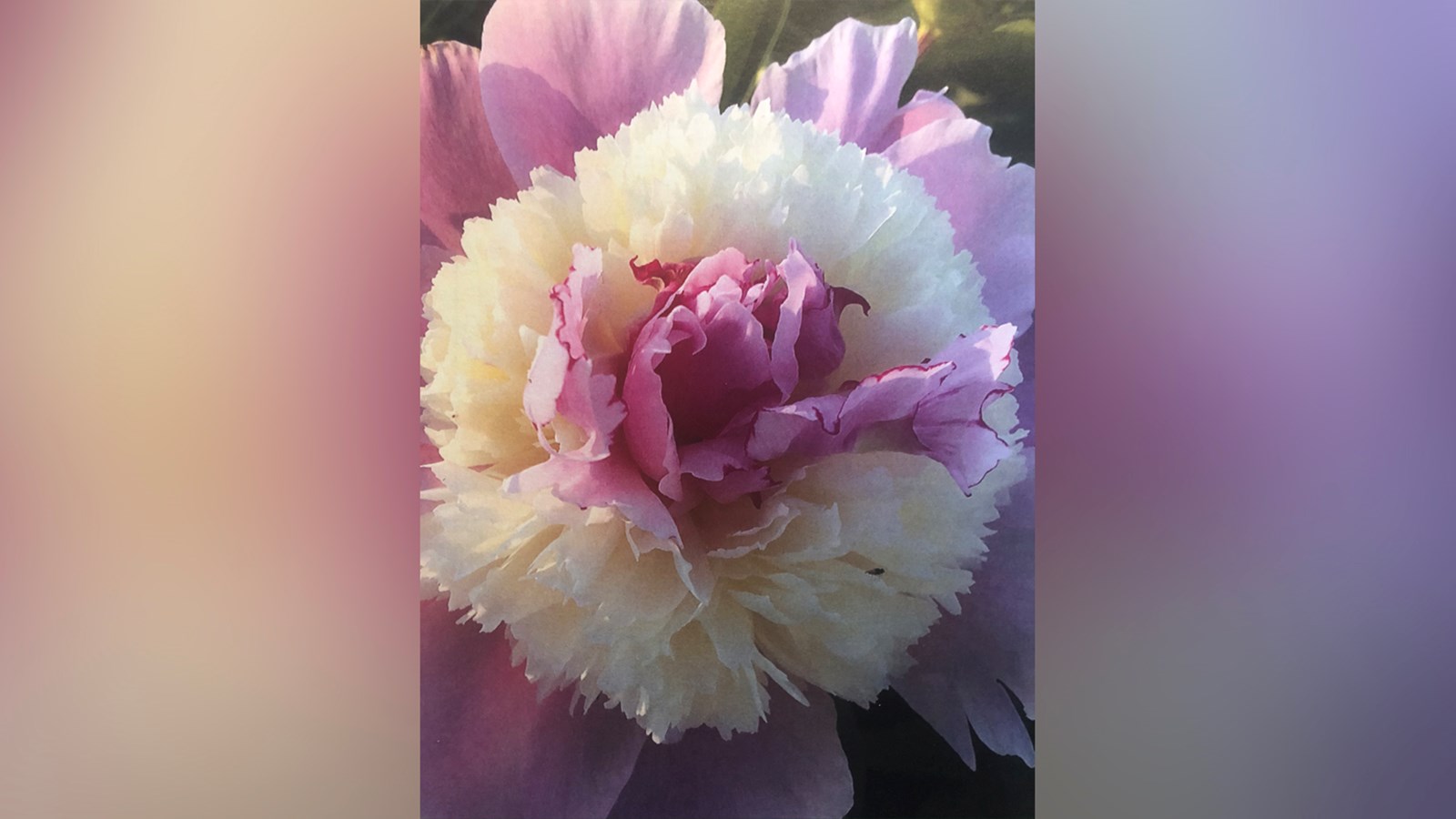 Un hommage floral pour le Colonel Michel de Salaberry