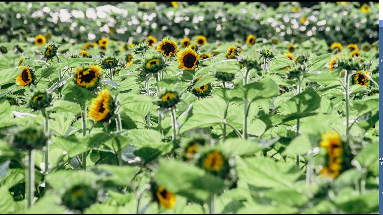 Domaine La Belle: l’arrêt incontournable à faire cet automne dans Vaudreuil-Soulanges