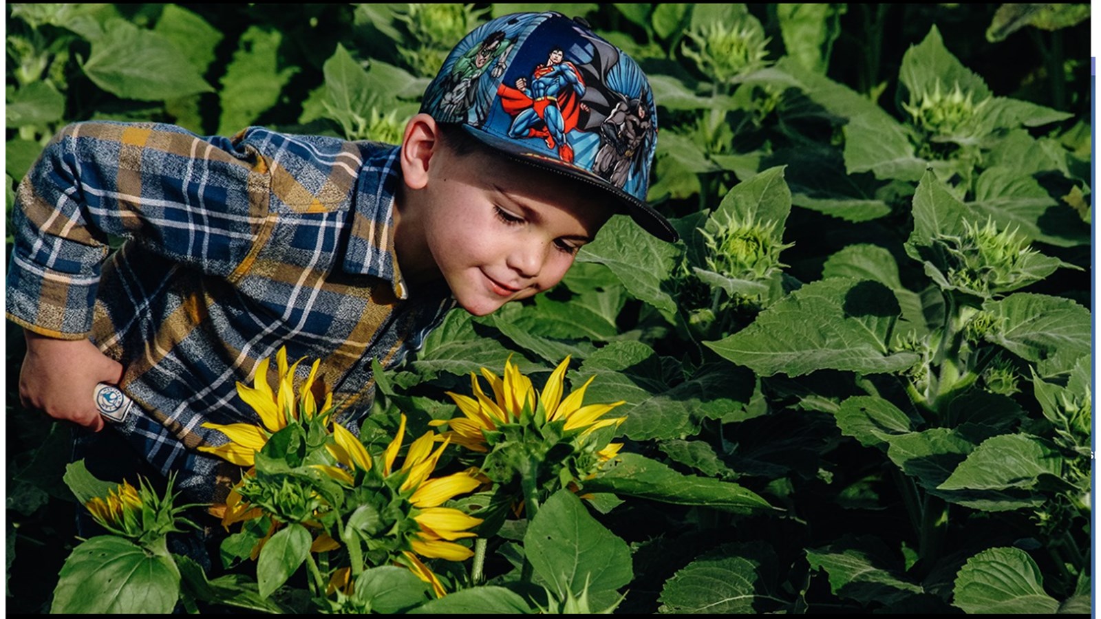 Le petit Malik s'est beaucoup amusé avec les tournesols lors de sa visite au Domaine La Belle.