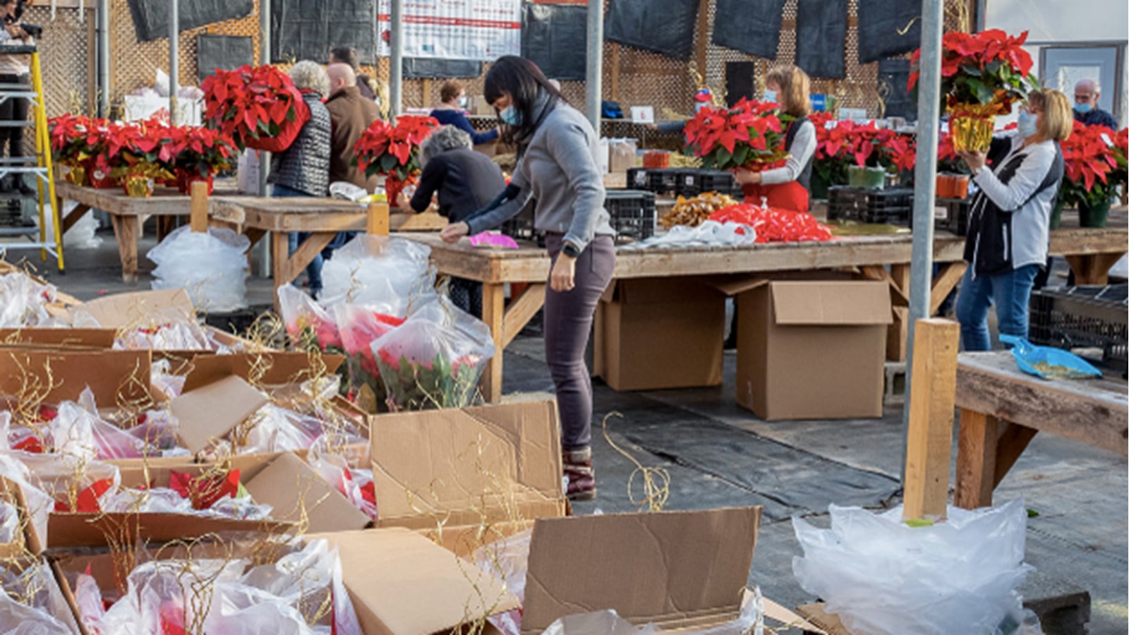 Plus de 2 500 poinsettias trouvent preneurs pour soutenir la MSPVS