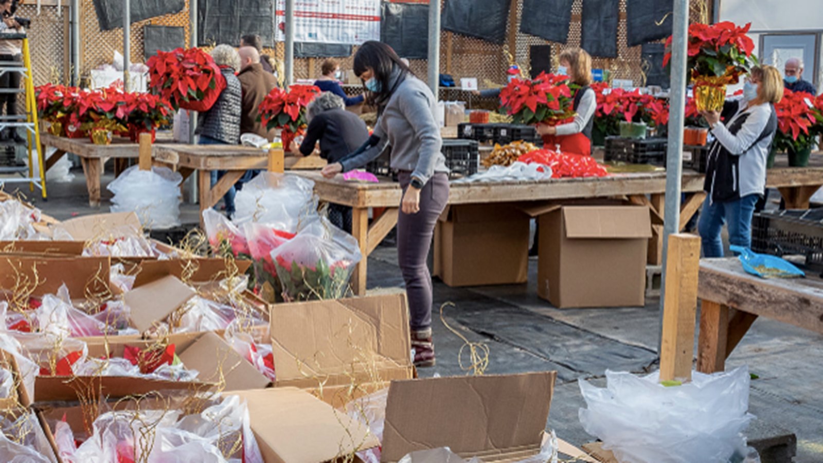 Plus de 2 500 poinsettias trouvent preneurs pour soutenir la MSPVS
