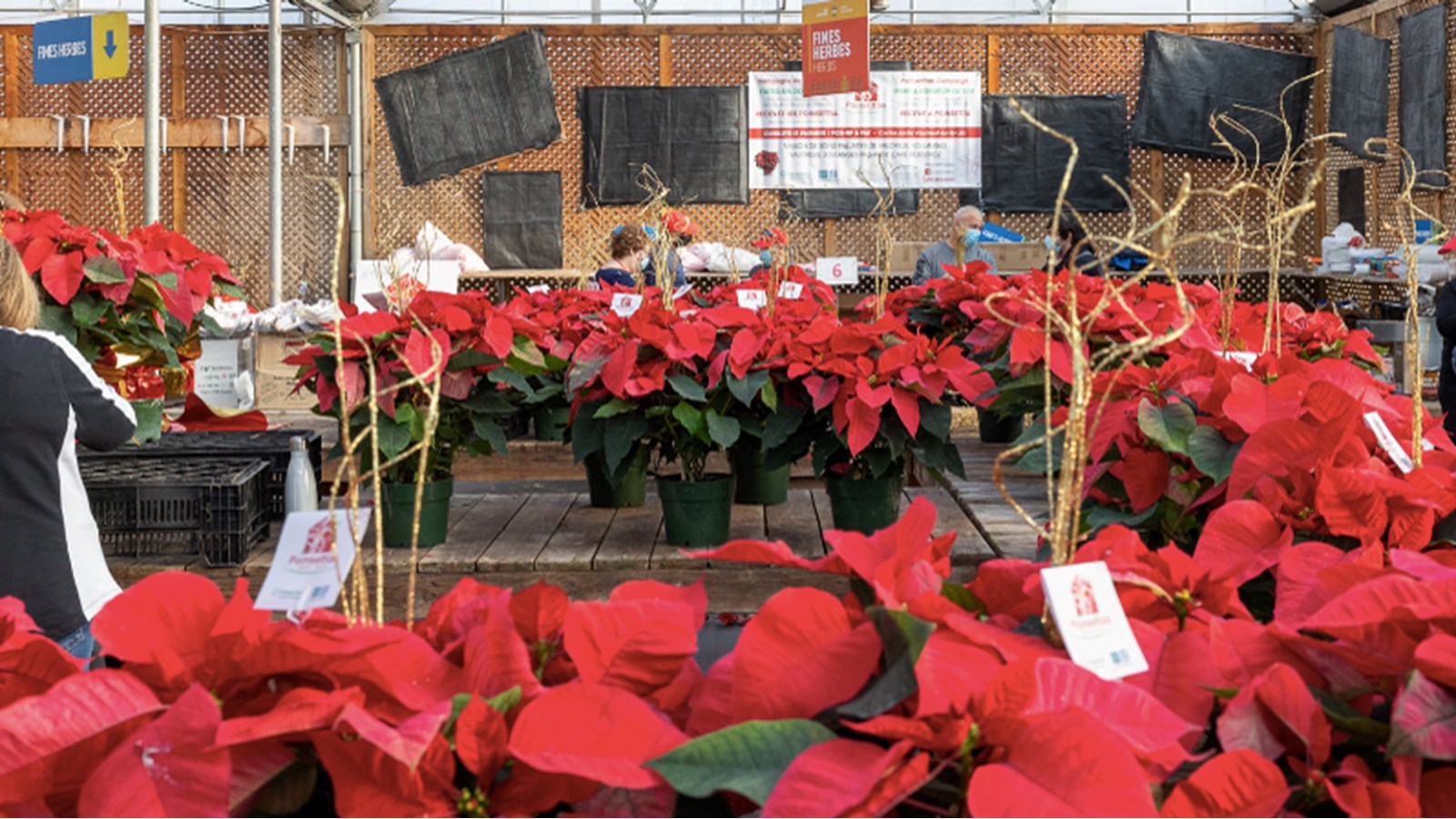 Plus de 2 500 poinsettias trouvent preneurs pour soutenir la MSPVS