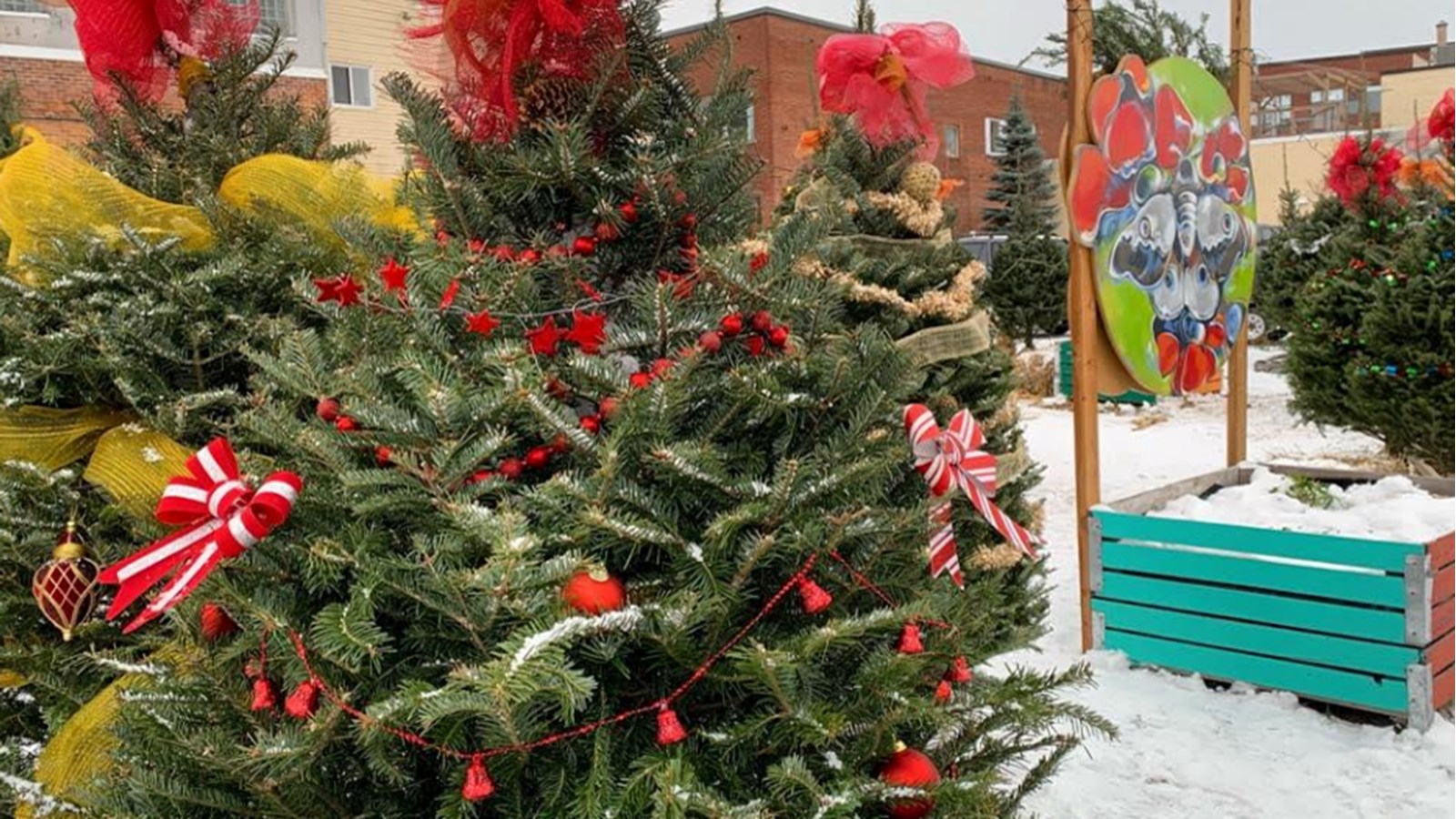 Une forêt de sapins à décorer au centre-ville de Salaberry-de-Valleyfield