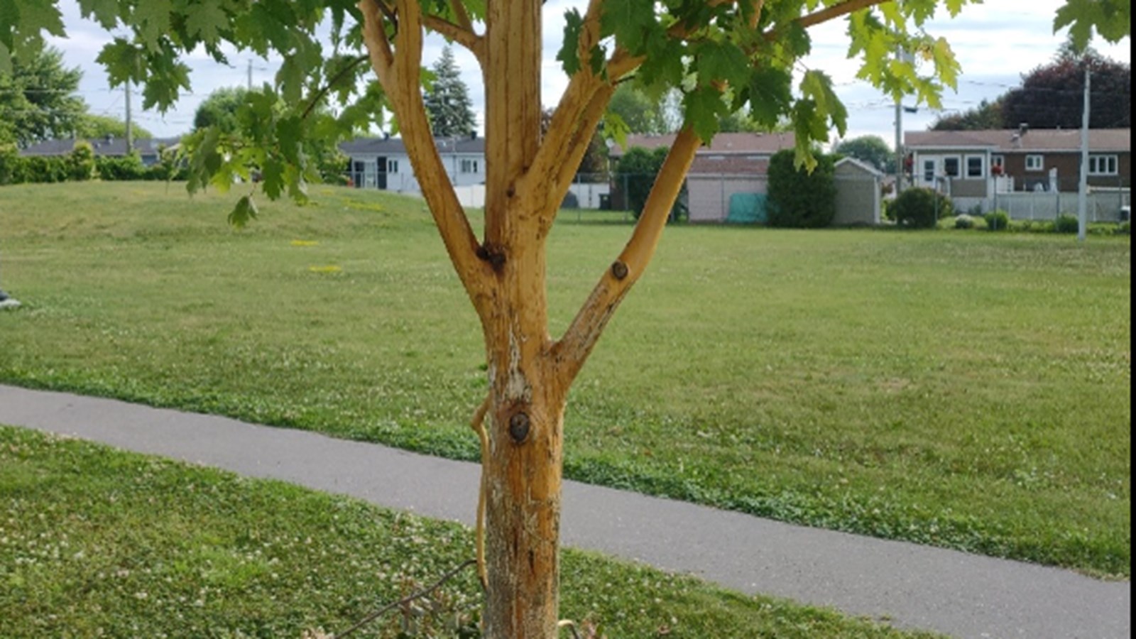 Un érable rouge du parc Larin doit être abattu en raison de vandalisme