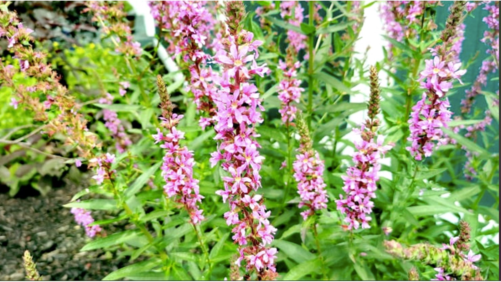 Retour du concours Jardins Fleuris à Sainte-Martine cet été 