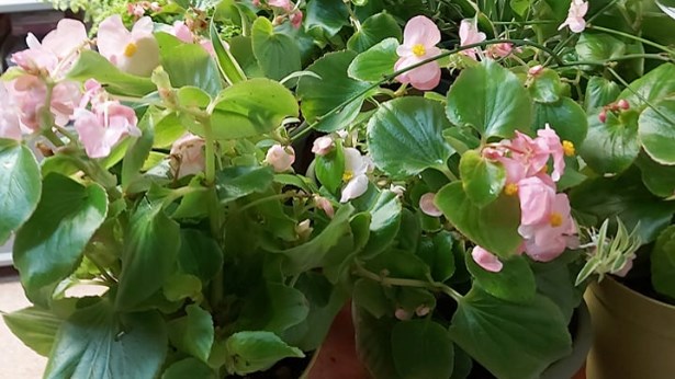Surprise additionnelle, chaque résident a également reçu une plante ou une fleur pour égayer leur milieu de vie