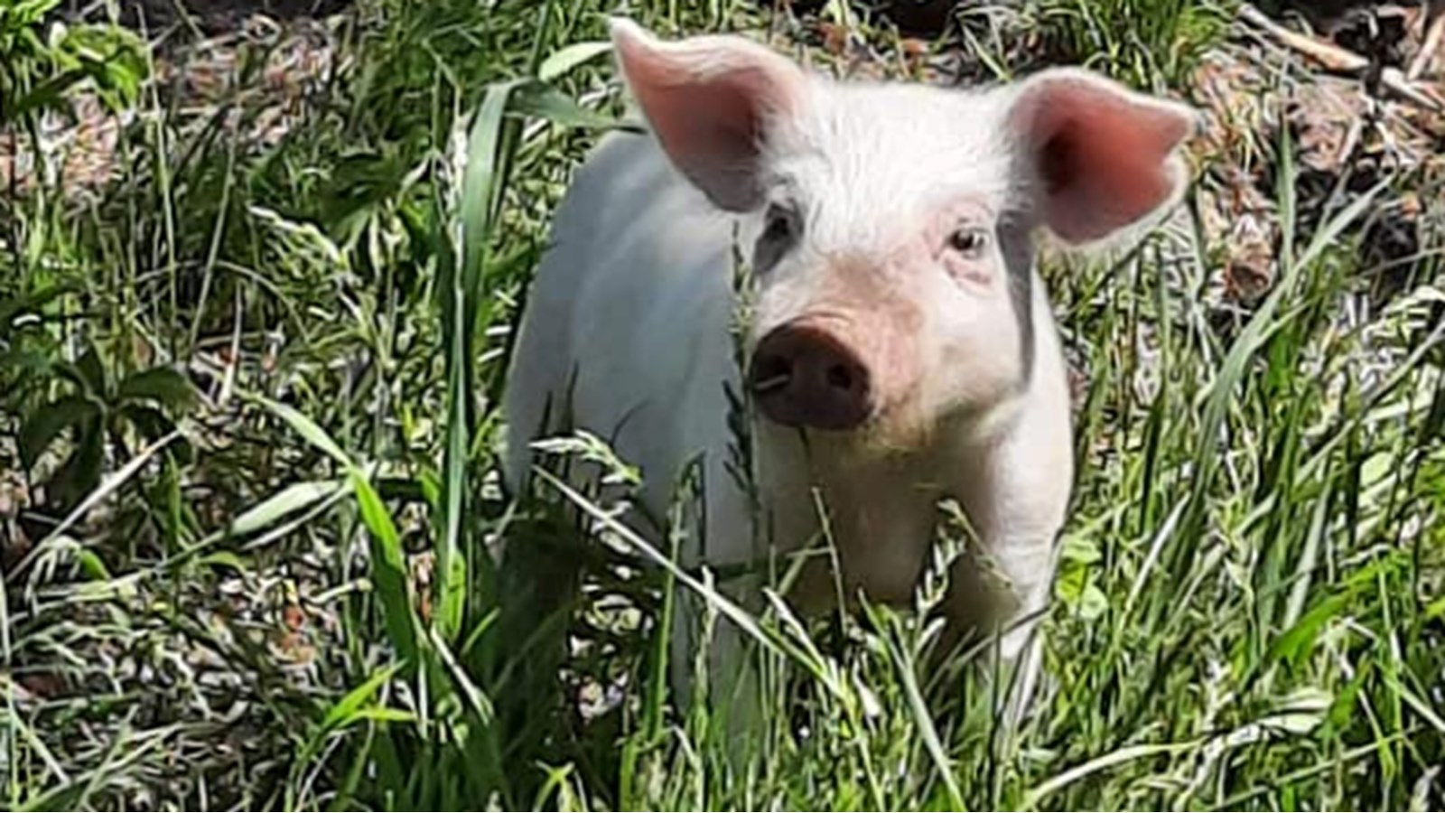 Sur le site, il y aura la possibilité de fraterniser avec des chevaux, des ânes, des vaches, des poules, des chiens et autres animaux