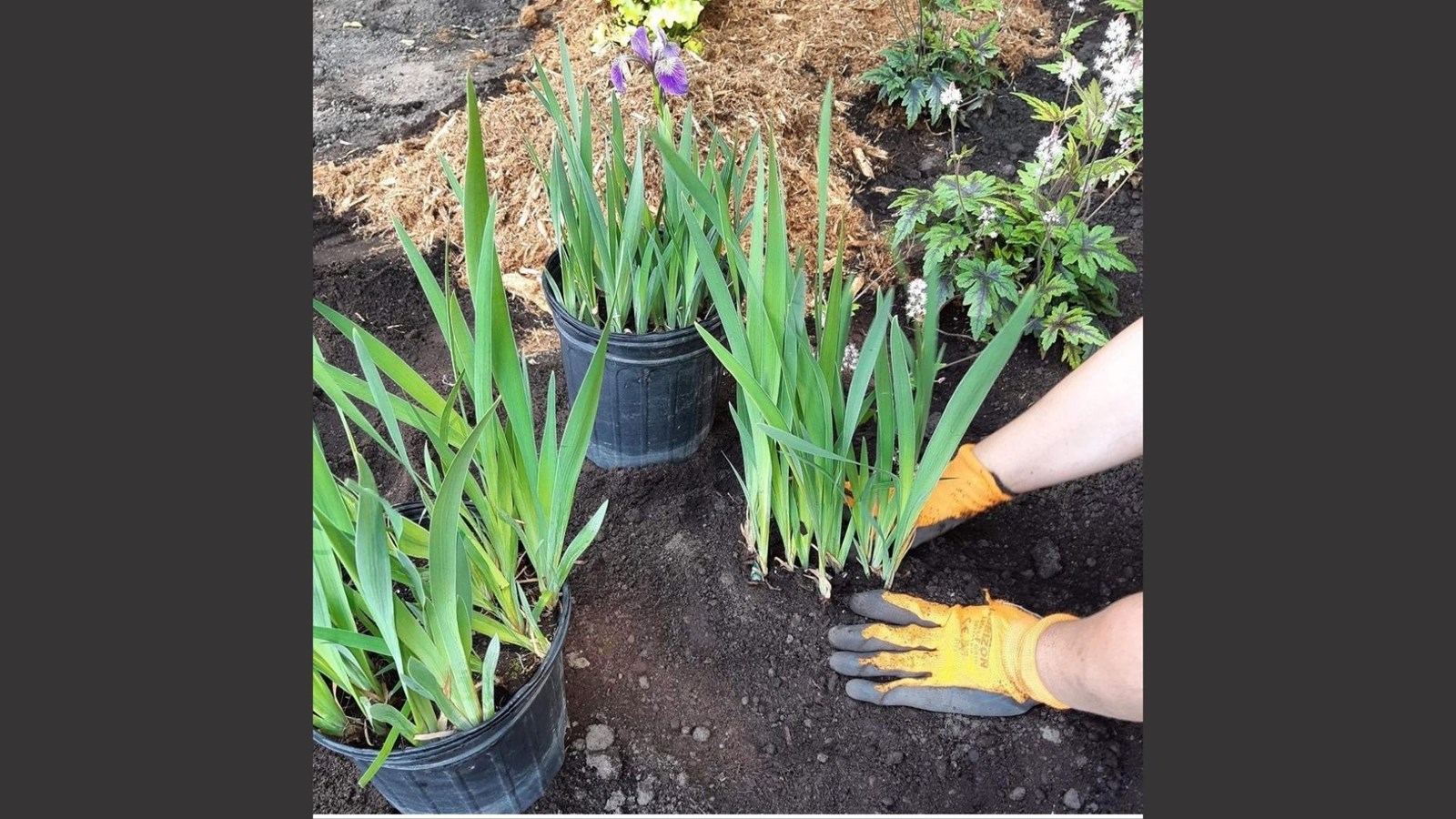 Iris versicolore, plante indigène et emblème du Québec